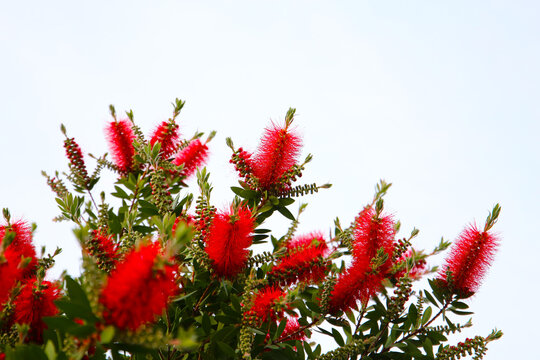 Red flower of bottle brush tree