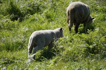 campo, granja, ovejas, animales
