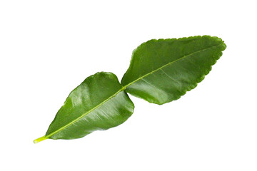 Obraz premium Kaffir lime leaves on white background.