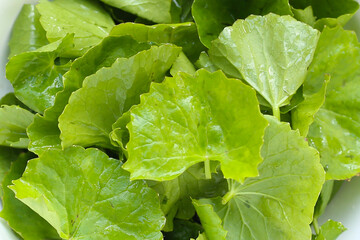 Gotu kola, fresh green leaves