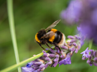 Bumble Bee collects pollen on lavender flowers 