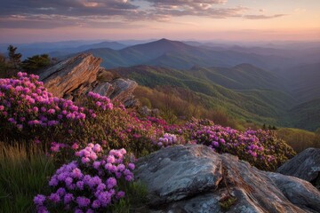 Spring in the Blue Ridge Mountains of North Carolina: Rhododendrons in the Craggies