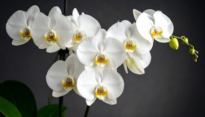Orchid's Gentle Elegance: An exquisite display of pure white orchid blossoms, gracefully arranged against a soft background, epitomizing delicate beauty.