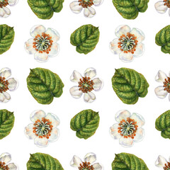 Seamless floral pattern with white flowers, green leaves of kiwi on white background. Watercolor design for juices, cocktails, jams, preserves, drinks, food, wallpapers, children's, kitchen textiles