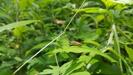 Adult Leaf-footed Bug of the Subfamily Coreinae. Pentatomoidea, Coreinae, Stick Bug, Horned Coreid Bug. Perfect for documentaries about tropical rainforests and World Environment Day on June 5th.