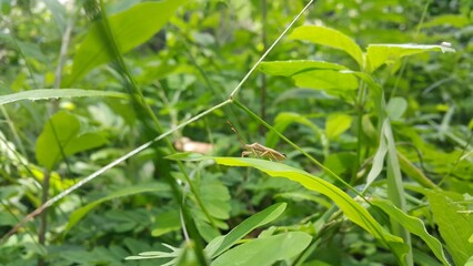 Adult Leaf-footed Bug of the Subfamily Coreinae. Pentatomoidea, Coreinae, Stick Bug, Horned Coreid Bug.