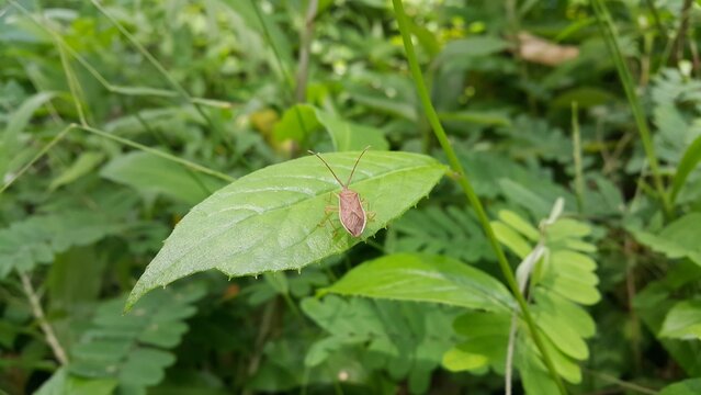 Adult Leaf-footed Bug of the Subfamily Coreinae. Pentatomoidea, Coreinae, Stick Bug, Horned Coreid Bug. World Nature Conservation Day on July 28th.