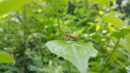 Adult Leaf-footed Bug of the Subfamily Coreinae. Pentatomoidea, Coreinae, Stick Bug, Horned Coreid Bug. World Wildlife Conservation Day on December 4th. 
