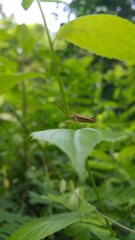 Adult Leaf-footed Bug of the Subfamily Coreinae. Pentatomoidea, Coreinae, Stick Bug, Horned Coreid Bug. World Environment Day on June 5th.