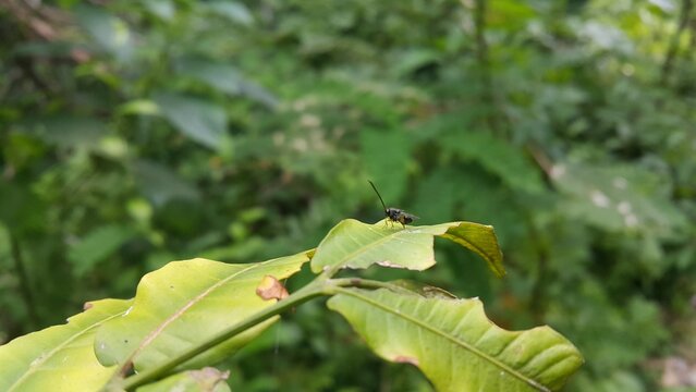 Eucharitid Wasp perched on a green leaf. Shot in the forest. Microplitis, chelonus, cotesia glomerata. World Wildlife Conservation Day on December 4th.