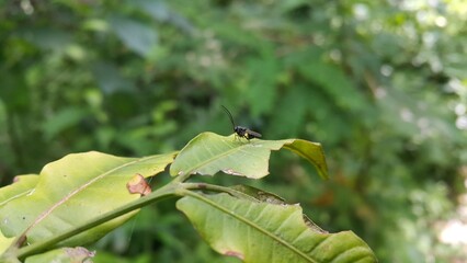 Eucharitid Wasp perched on a green leaf. Shot in the forest. Microplitis, chelonus, cotesia glomerata. Perfect for documentaries about tropical rainforests and World Nature Conservation Day on July 28