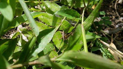 Brown Grasshopper Dichromorpha viridis perched on a green leaf. A young image of brown grasshopper is standing on a leaf. World Wildlife Conservation Day on December 4th. 