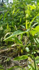 Brown Grasshopper Dichromorpha viridis perched on a green leaf. Perfect for documentaries about tropical rainforests and World Nature Conservation Day on July 28th.