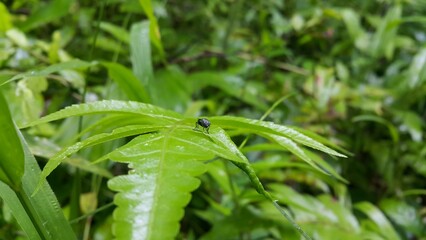 Hermetia illucens as known as black soldier fly perched on a leaf. Black Soldier Fly, a species of Soldier flies. Also as known as American Soldier Fly. World Wildlife Conservation Day on December 4th