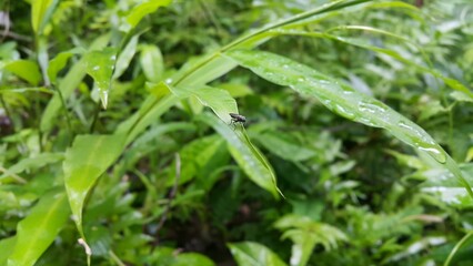 Hermetia illucens as known as black soldier fly perched on a leaf. American Soldier Fly. Perfect for documentaries about tropical rainforests and World Nature Conservation Day on July 28th.