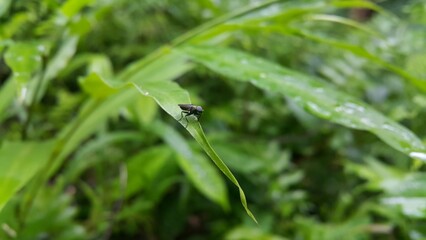 Hermetia illucens as known as black soldier fly perched on a leaf. Black Soldier Fly, a species of Soldier flies. Also as known as American Soldier Fly