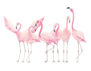Watercolor flamingos. Hand drawn  illustration on white background