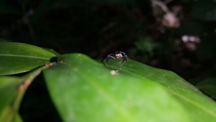 Thiania bhamoensis, metallic blue jumping spider on the green leaves. Perfect for documentaries about tropical rainforests and World Nature Conservation Day on July 28th.
