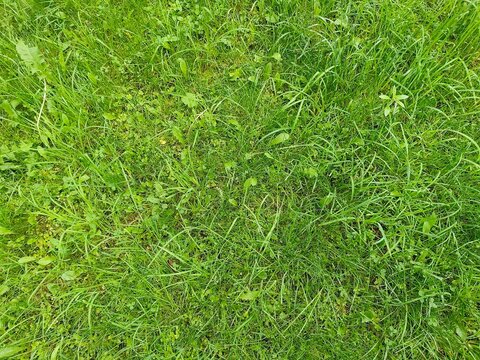 Close-up view of green grass with mixed wild plants. Natural outdoor background with fresh blades and leaves. Spring lawn texture for nature and eco themes.
 - Powered by Adobe