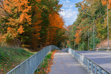 October vivid day country side landscape car road asphalt path way and orange brown foliage trees...