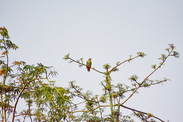 A small, colorful bird sitting calmly on a high tree branch with a clear sky in the background.