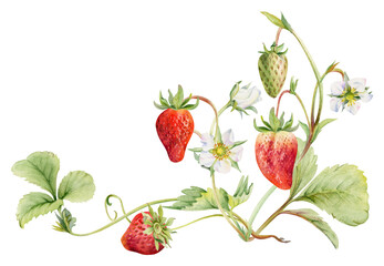 Strawberry on stems, flowers leaves vines tendrils, growing ripe garden berry pineberry strasberry. Isolated botanical hand drawn watercolor illustration. Farmers market, grocery packaging, decoupage