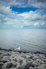 Seagull on the North Sea Coast at Norddeich