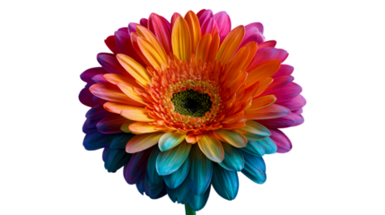 Vibrant rainbow gerbera daisy flower petals displaying a spectrum of colors isolated on transparent background