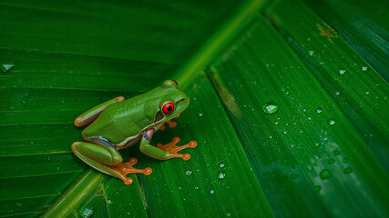 Vibrant red eyed tree frog resting on leaf
