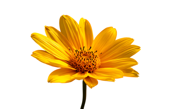 Vibrant yellow daisy flower with detailed petals and center isolated on transparent background