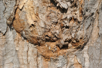 Close Up of Rough Bark and Textured Wound on Trunk of Old Tree