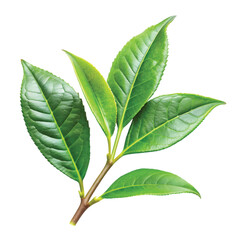 Tea Plant Twig with Fresh Leaves: Fresh Camellia sinensis tea twig with green leaves, PNG