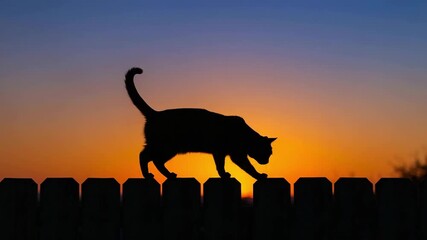 Black cat silhouette walking on fence at sunset – International Cat Day celebration