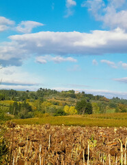 Field of dried sunflowers. Autumn in Tuscany.