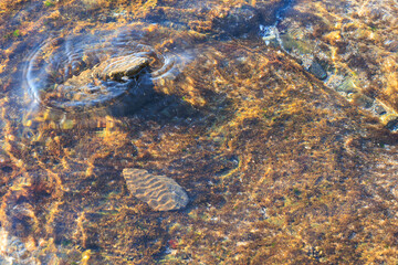sea wave on the shore and a little black rock in the sand