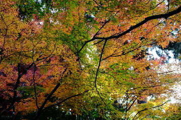 日本、京都、紅葉、寺院、三千院、鳥居、木造建築、古代建築、日本文化、歷史名勝、古都京都の文化財、木、綠色、青空、秋、絶景、写真素材