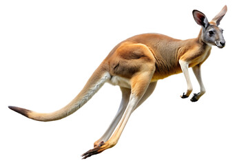 red kangaroo jumping isolated on white background, png, ai generated.