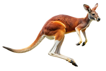 Red Kangaroo Jumping Isolated White