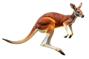 red kangaroo jumping isolated on white background, png, ai generated.