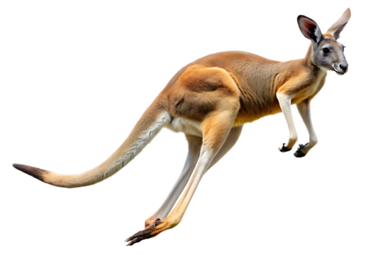 red kangaroo jumping isolated on white background, png, ai generated.