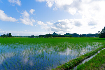 Obraz premium 田園風景