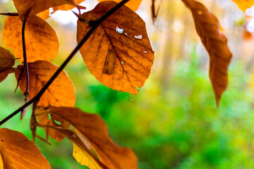 Autumn leaves as a natural background.