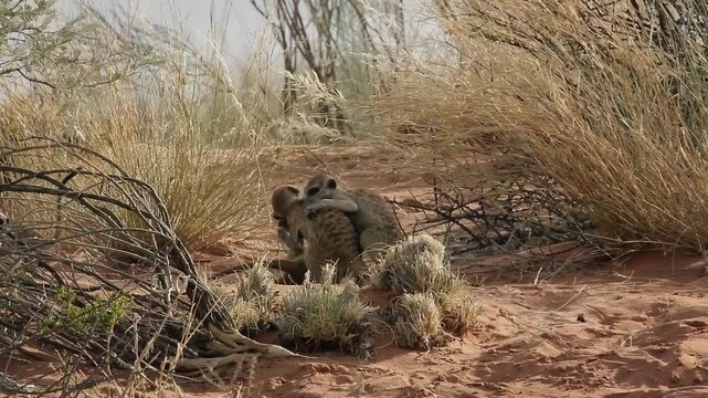 Small group of Meerkat playing in sand dune in Kgalagadi transfrontier park, South Africa; specie Suricata suricatta family of Herpestidae