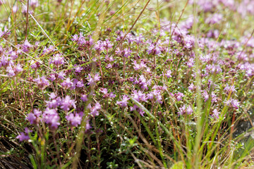 Fototapeta premium Wild Thyme in Bloom in a Sunny Field
