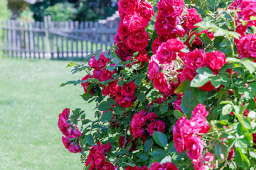 Abundant Pink Roses in a Lush Garden