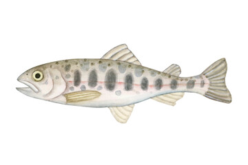 Fototapeta premium 渓流釣り 川釣り 魚釣り 魚 ヤマメ 水彩 イラスト