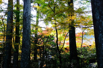 Obraz premium 日本、京都、紅葉、寺院、三千院、鳥居、木造建築、古代建築、日本文化、歷史名勝、古都京都の文化財、木、綠色、青空、秋、絶景、写真素材