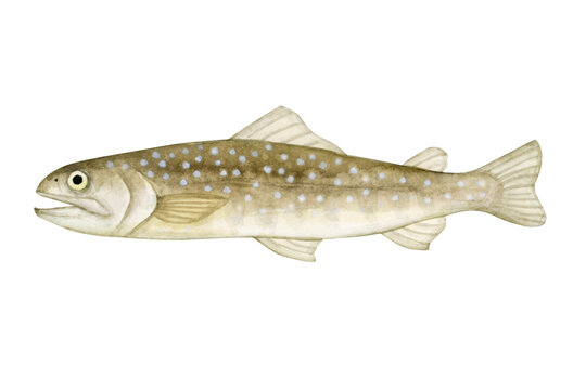 渓流釣り 川釣り 魚釣り 魚 イワナ　水彩 イラスト