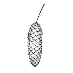 Long brown pine cone with a thin stem. vector graphic drawing in realistic style. Hand-painted botanical element on white background. Great for cards, packaging, decor, and seasonal design.