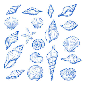 Seashells vector illustration collection of various sea shells and starfish in blue vintage style drawing 